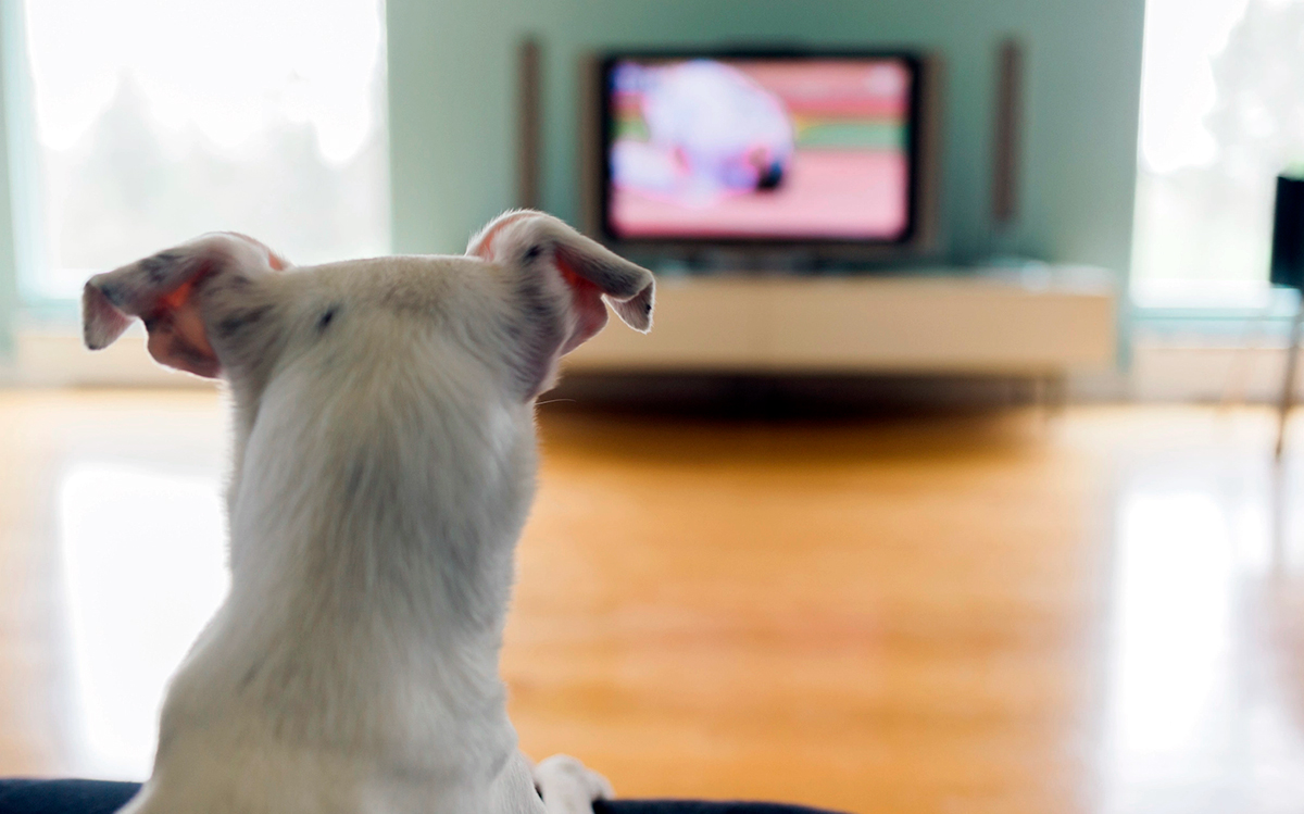 perro viendo la television