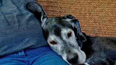 perro anciano descansando