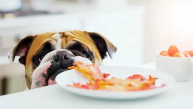 comida casera para perros con gastritis