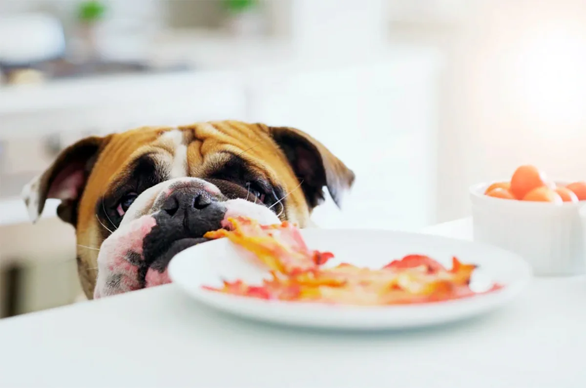 comida casera para perros con gastritis