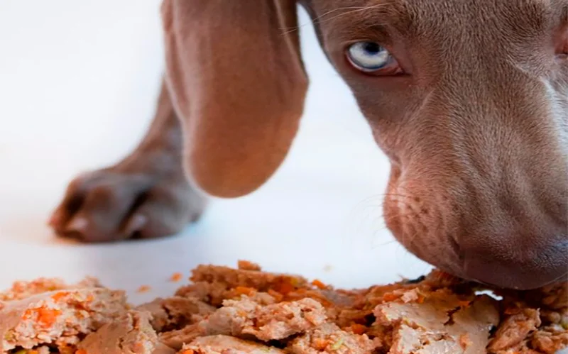 perro degustando DOgfy Diet para dar opinion