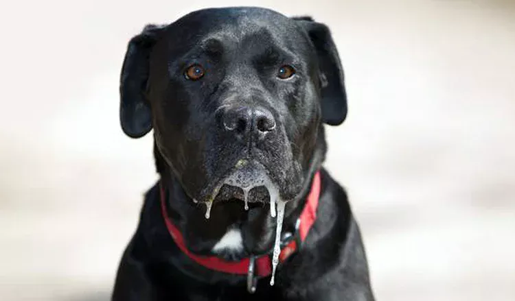 perro babeando perro babeando