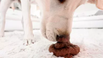 perro come heces