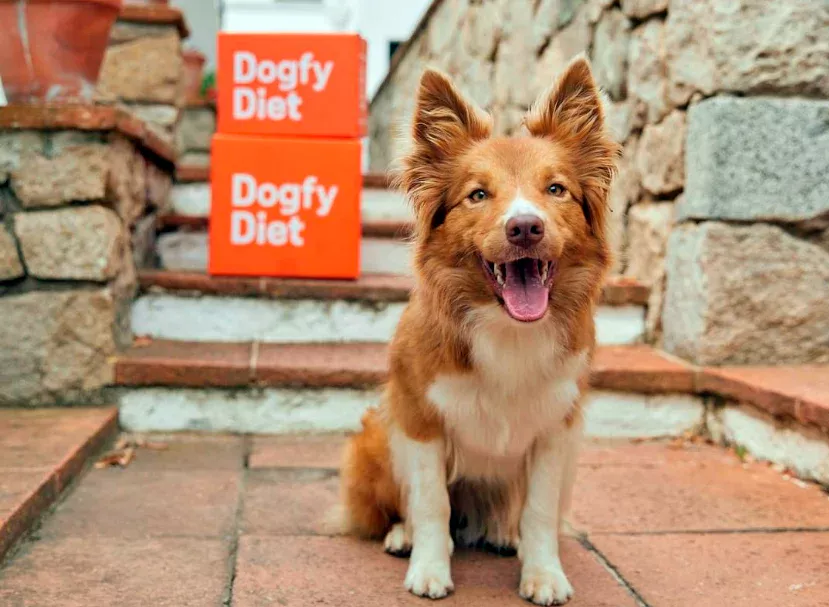 perro junto a comida Dogfy Diet perro junto a comida Dogfy Diet