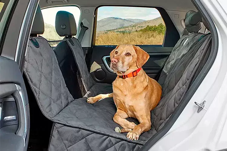 perro tumbado dentro del coche perro tumbado dentro del coche