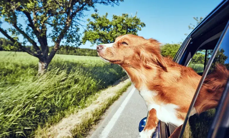 perro viajando en coche