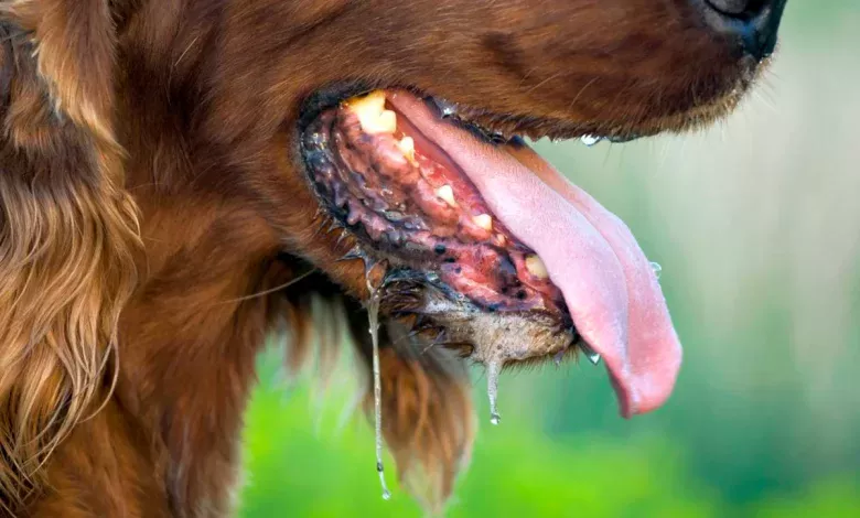 por que babean los perros causas