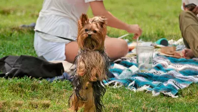 comida natural para perros