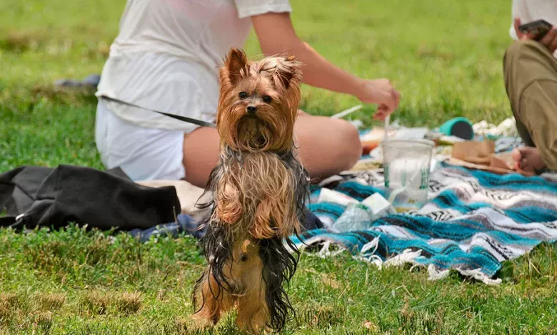 comida natural para perros