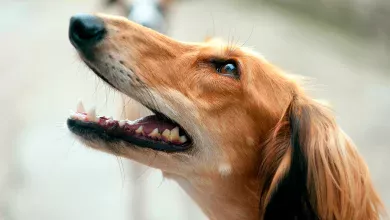 perro feliz