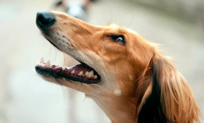 perro feliz