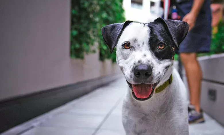perro feliz