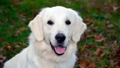 perro con diabetes