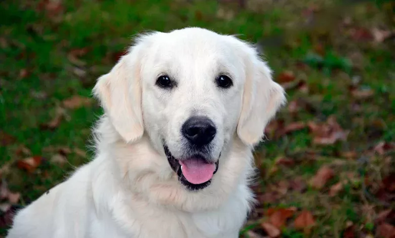 perro con diabetes