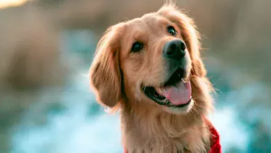 tipos de comederos para perros