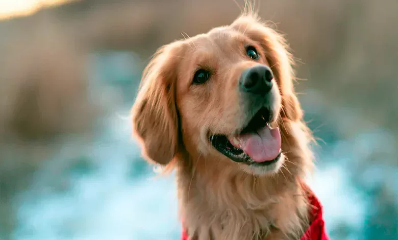 tipos de comederos para perros