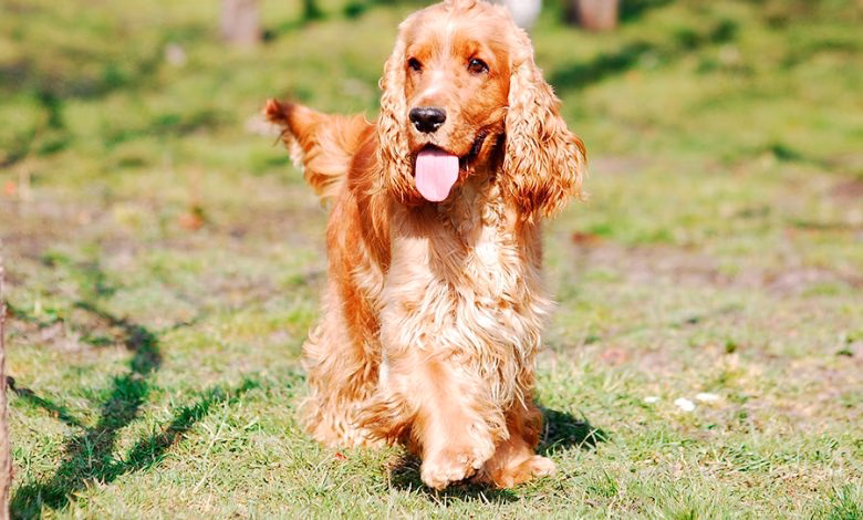 cereales en la comida de un perro