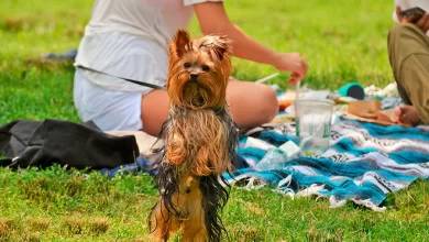perro junto a picnic con comida casera