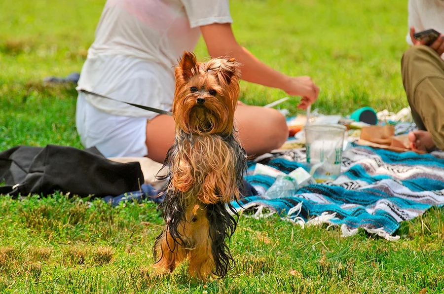 perro junto a picnic con comida casera