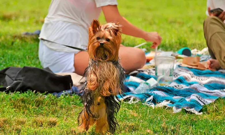 perro junto a picnic con comida casera