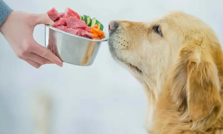 perro esperando comida natural