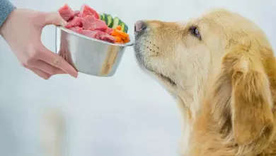 perro esperando comida natural