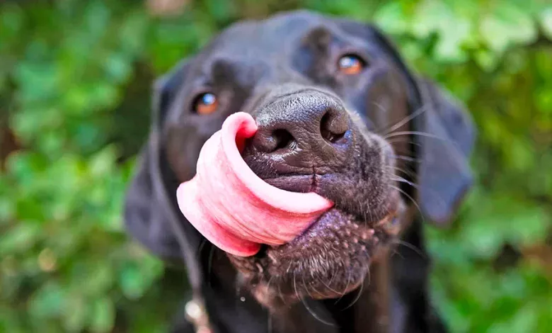 perro relamiendose
