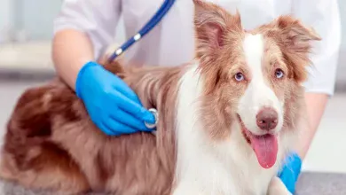 perro en el veterinario