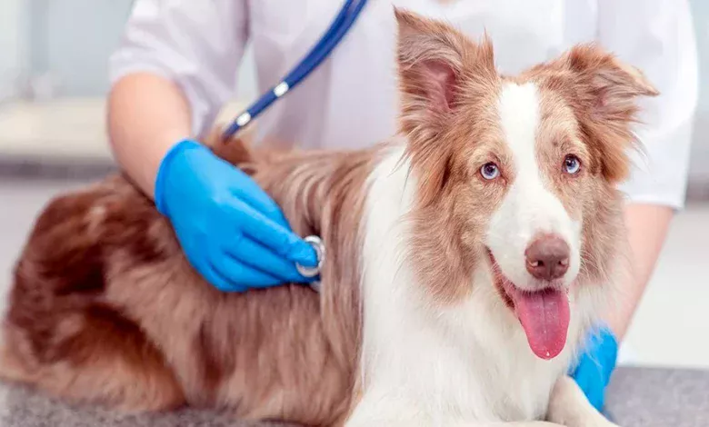 perro en el veterinario
