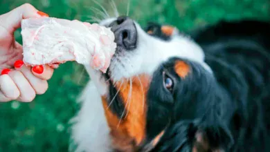 perro comiendo pavo