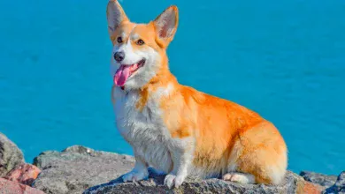 perro con un poco de sobrepeso