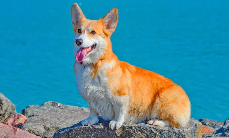 perro con un poco de sobrepeso