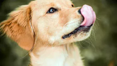 suplementos para perros