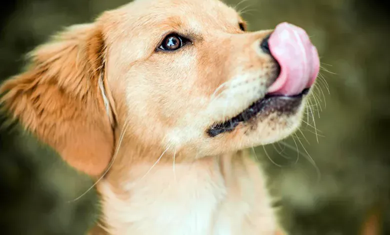 suplementos para perros
