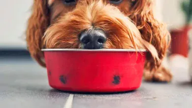 perro comiendo comida natural