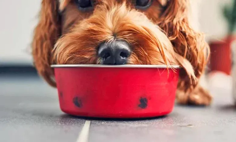 perro comiendo comida natural