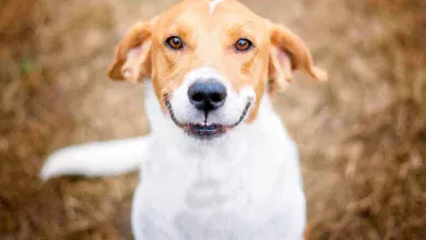 perro feliz