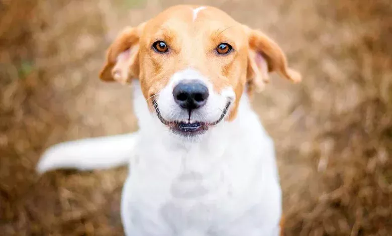 perro feliz