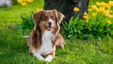 perro en su peso ideal