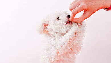 perro comiendo snaks