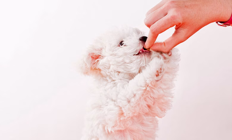 perro comiendo snaks