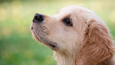 perro con pelo y piel sana