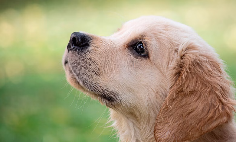 perro con pelo y piel sana